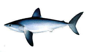 Porbeagle Shark